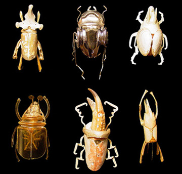 Beetles Panel 3
